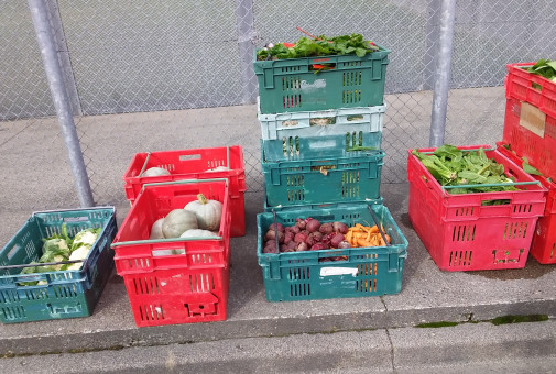 More vegetables in crates ready for collection.